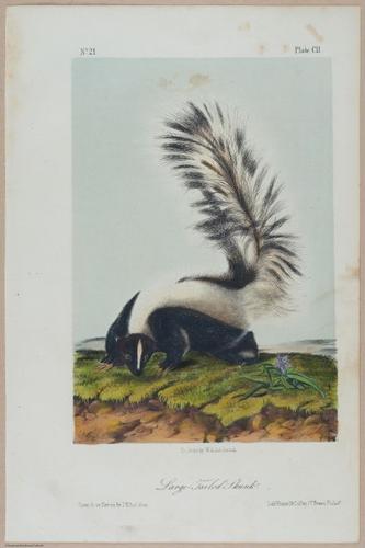 E388 - Audubon Animals - i17856
