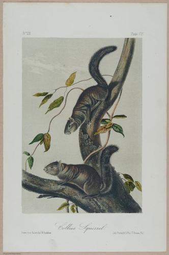 E388 - Audubon Animals - i17857