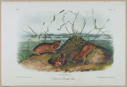 E388 - Audubon Animals - i17858