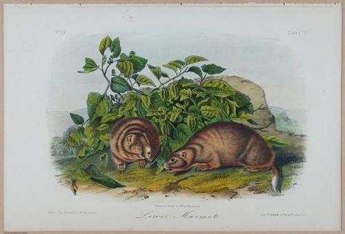 E388 - Audubon Animals - i17859