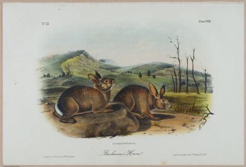 E388 - Audubon Animals - i17860