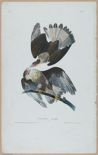 Caracara Eagle - i17864