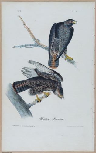 Harlan's Buzzard - i17866