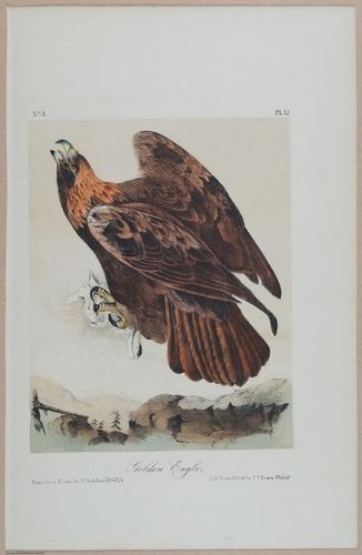 Golden Eagle - i17867
