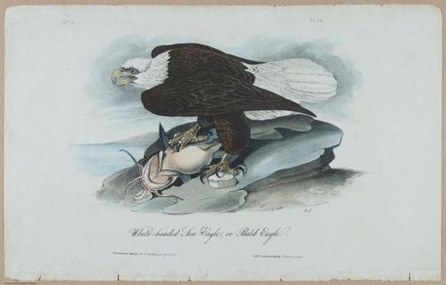 Bald Eagle - i17868