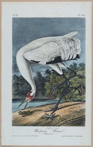 Whooping Crane - i17869