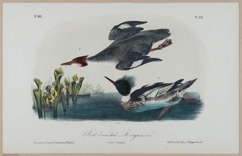 Red-Breasted Merganser - i17870