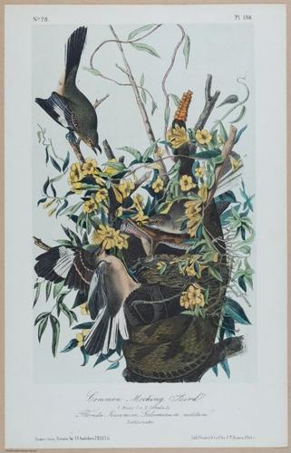Common Mocking Bird - i17872