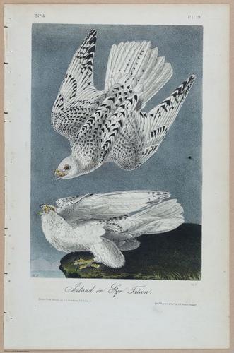 Iceland or Gyr Falcon - i17874