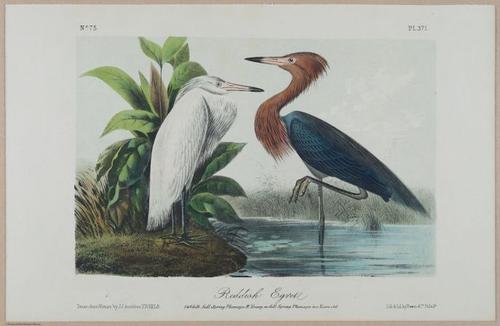 Reddish Egret - i17875
