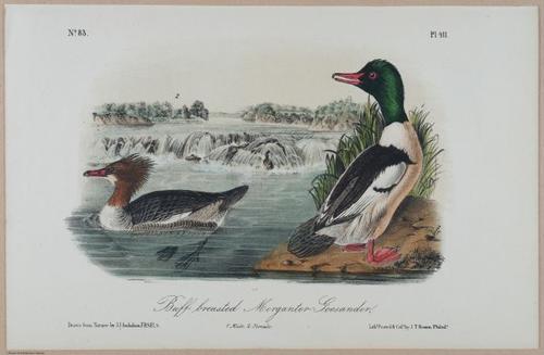 Buff-breasted Meganter-Goosander - i17877