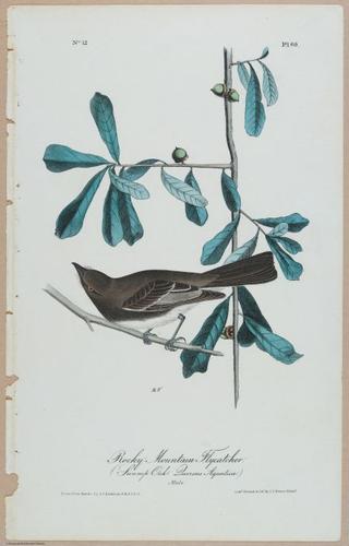 Rocky Mountain Flycatcher (Swamp-Oak Duercus Aquatica) - i17879