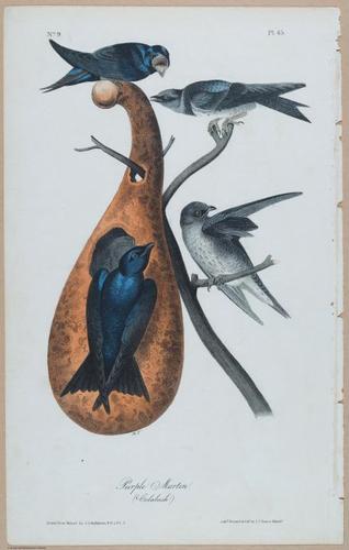 Purple Martin - i17880