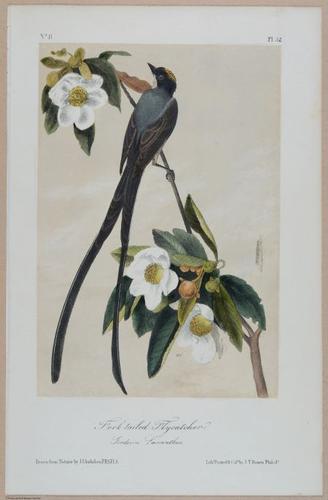 Fork-Tailed Flycatcher - i17882