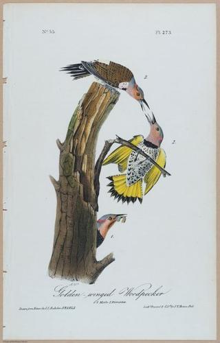Golden-Winged Woodpecker - i17883