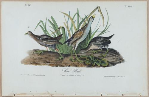 Sora Rail - i17885