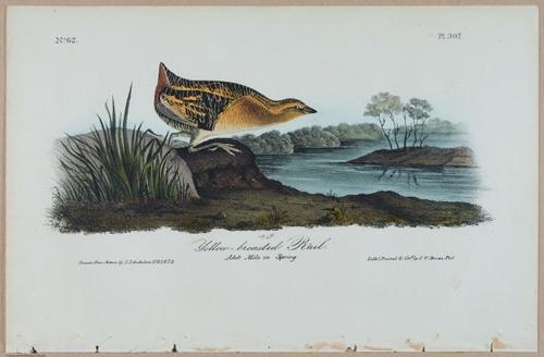 Yellow-Breasted Rail - i17886