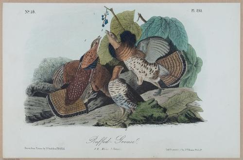 Ruffed Grouse - i17887