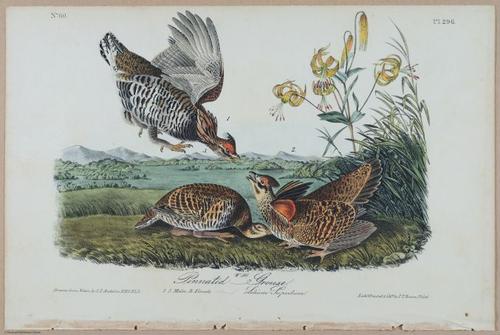 Pinnated Grouse - i17888
