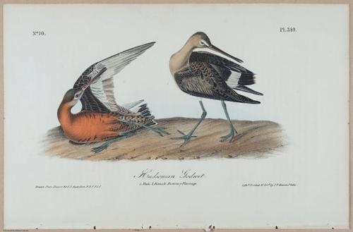 Hudsonian Godwit - i17892
