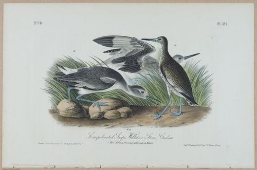Semipalmated Snipe Willet or Stone Curlew - i17893