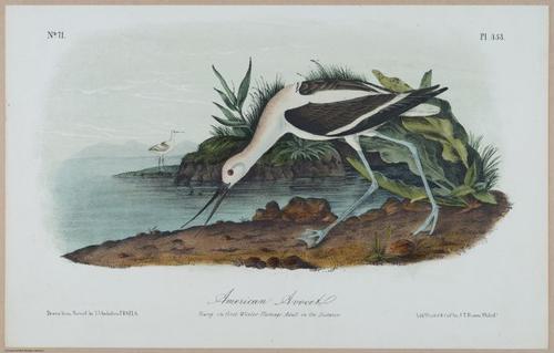 American Avocet - i17894