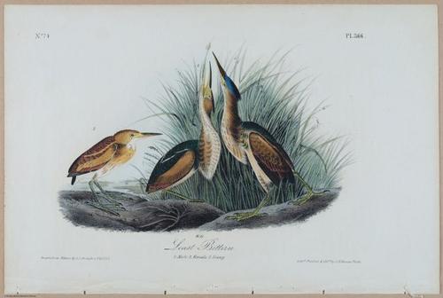 Least Bittern - i17897