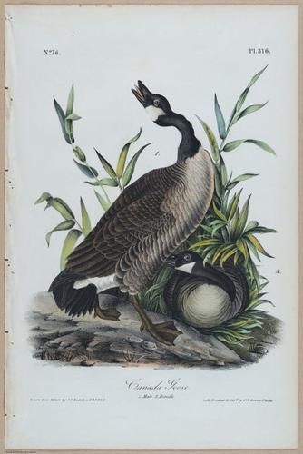 Canada Goose - i17898