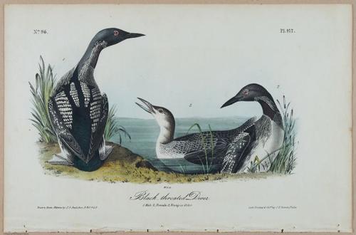 Black-throated Diver - i17905