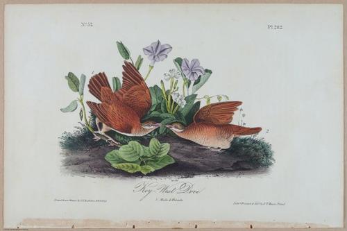 Key-West Dove - i17907