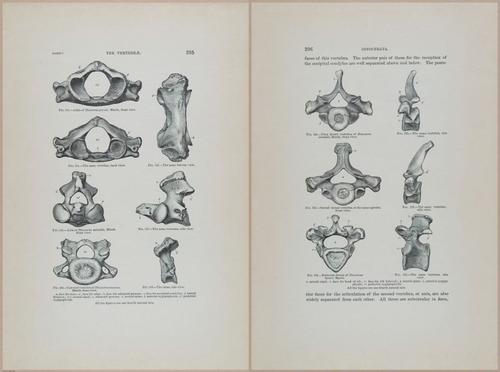 E366 - US Geological Survey - 1885 - 14605-14606