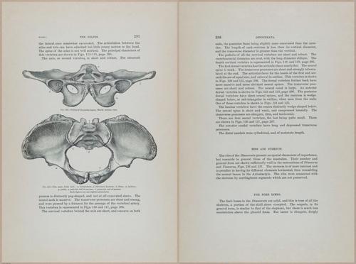 E366 - US Geological Survey - 1885 - 14607-14608