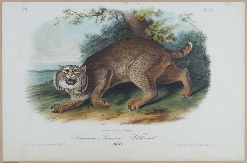 E395 - Breiman Audubon animals - i18358