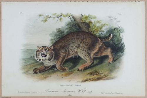 E395 - Breiman Audubon animals - i18359