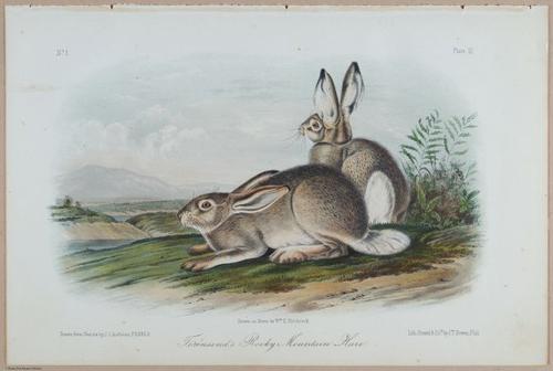 E395 - Breiman Audubon animals - i18360