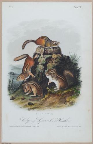 E395 - Breiman Audubon animals - i18361