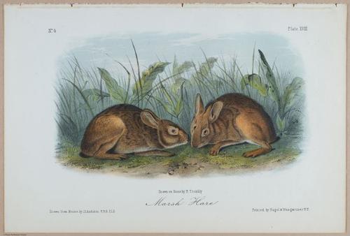 E395 - Breiman Audubon animals - i18362