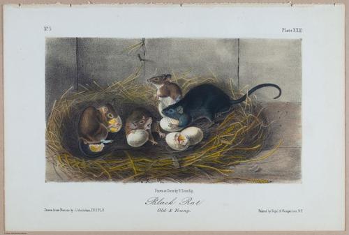 E395 - Breiman Audubon animals - i18363