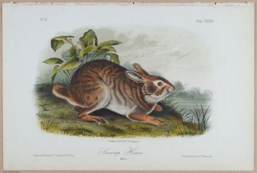 E395 - Breiman Audubon animals - i18366