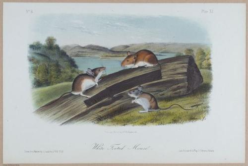 E395 - Breiman Audubon animals - i18367