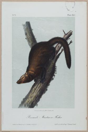 E395 - Breiman Audubon animals - i18368