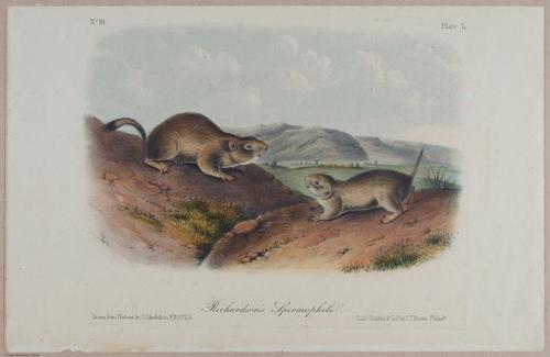 E395 - Breiman Audubon animals - i18369