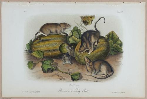 E395 - Breiman Audubon animals - i18370