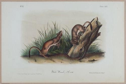 E395 - Breiman Audubon animals - i18371