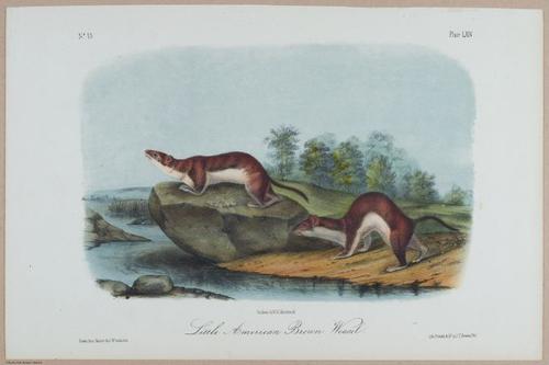 E395 - Breiman Audubon animals - i18375