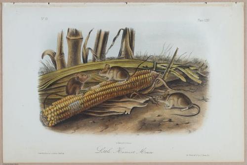E395 - Breiman Audubon animals - i18376
