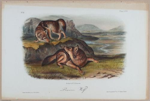 E395 - Breiman Audubon animals - i18377