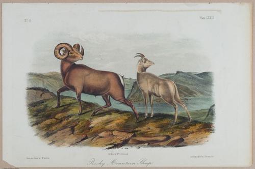 E395 - Breiman Audubon animals - i18378