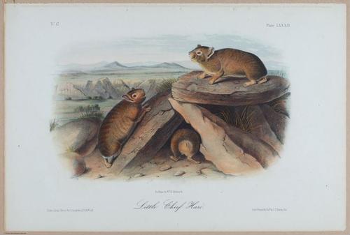 E395 - Breiman Audubon animals - i18383