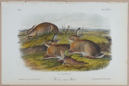 E395 - Breiman Audubon animals - i18384